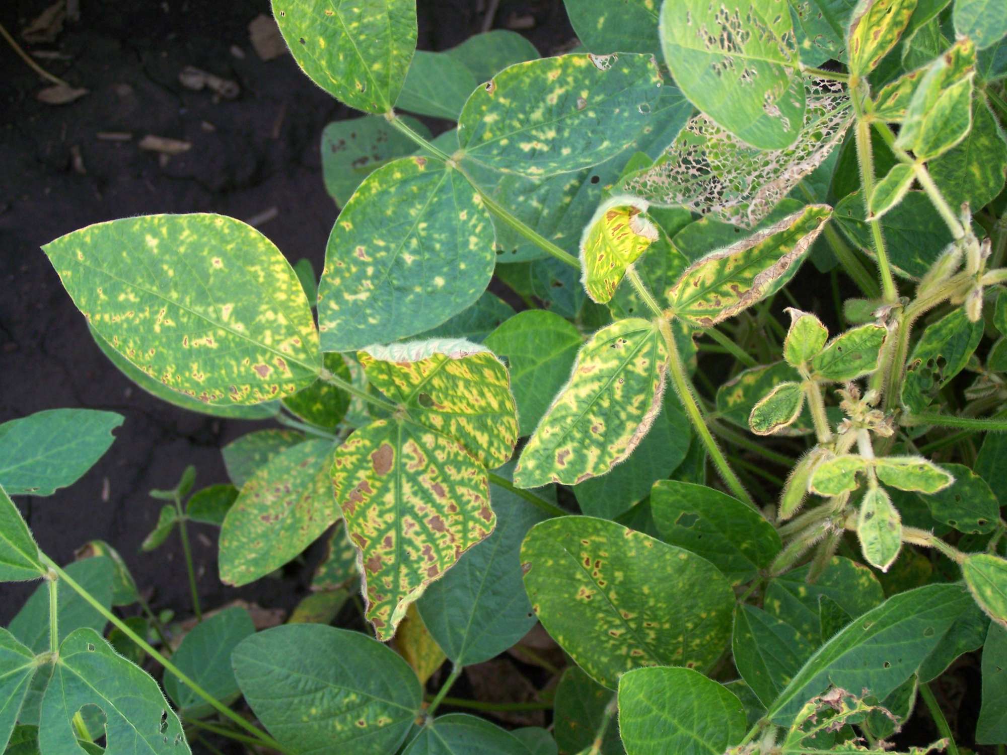 Effects of Fall Tillage on Soybean White Mold and Sudden Death Syndrome in  2011