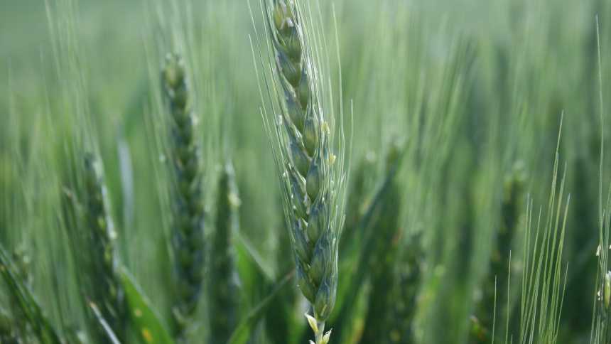 Lavie Bio to Expand Bio-inoculant Yalos to Winter Wheat Across the U.S.
