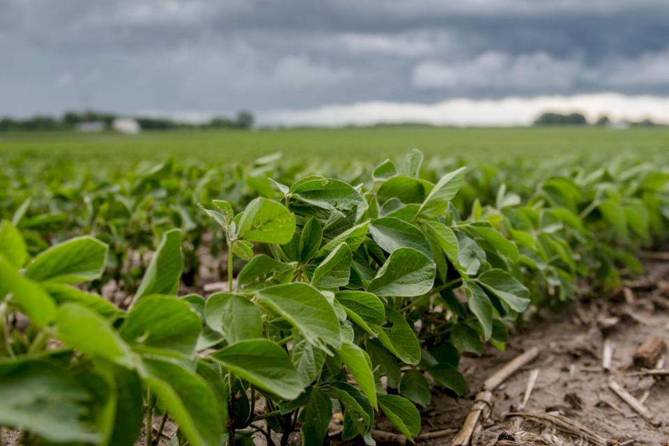ASA Examines Potential of New Specialty Biotech Crop Varieties for Soy Farmers
