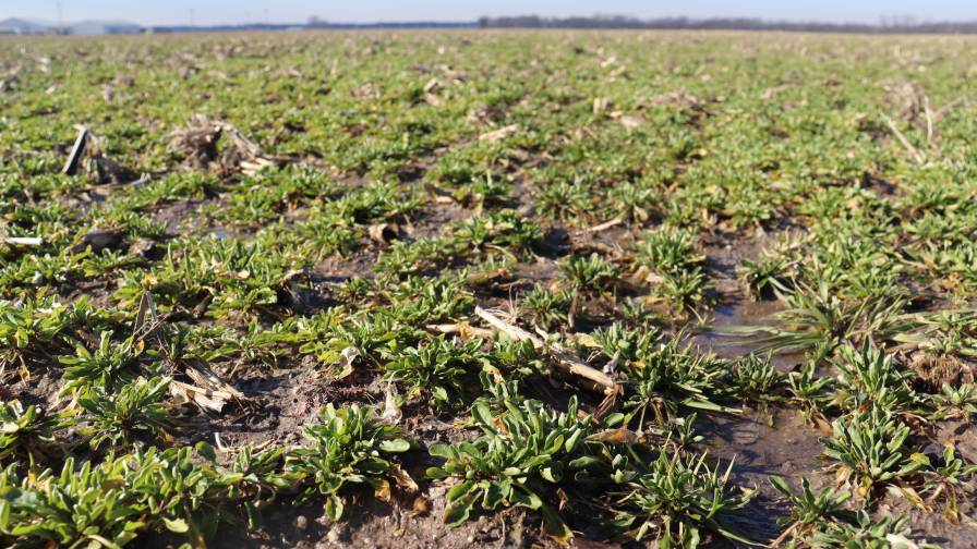 National Cover Crop Survey Seeks Insights from Farm Advisors