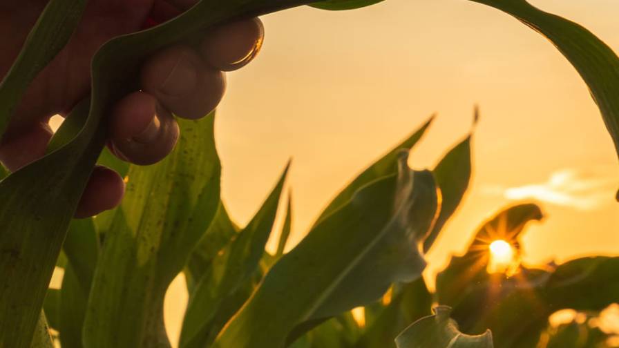 BASF Launches xarvio BIOENERGY in the U.S. to Help Lower Carbon Intensity Levels in Corn