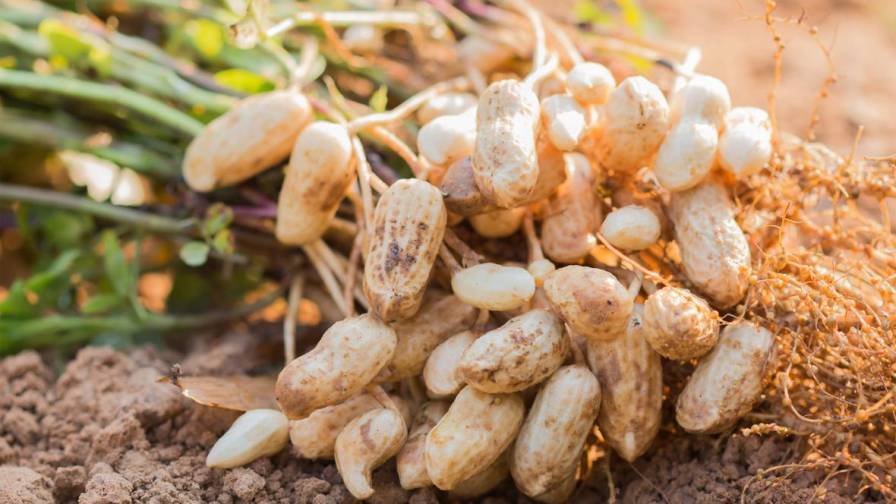 ADM, Smucker Partnering to Bring Regenerative Agriculture to U.S. Peanut Value Chain