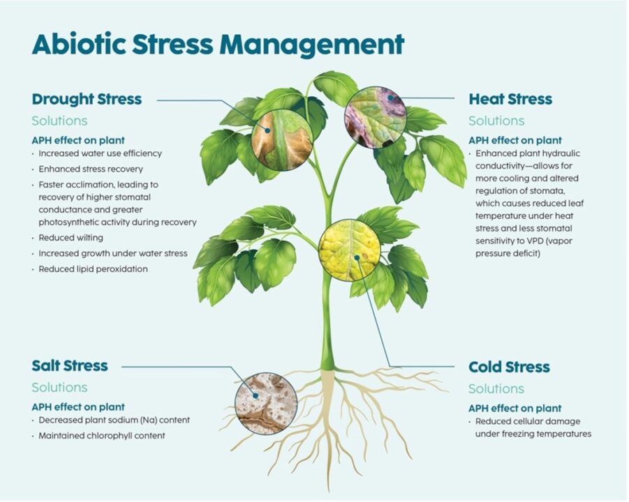 Fight abiotic stress with Acadian Plant Health.