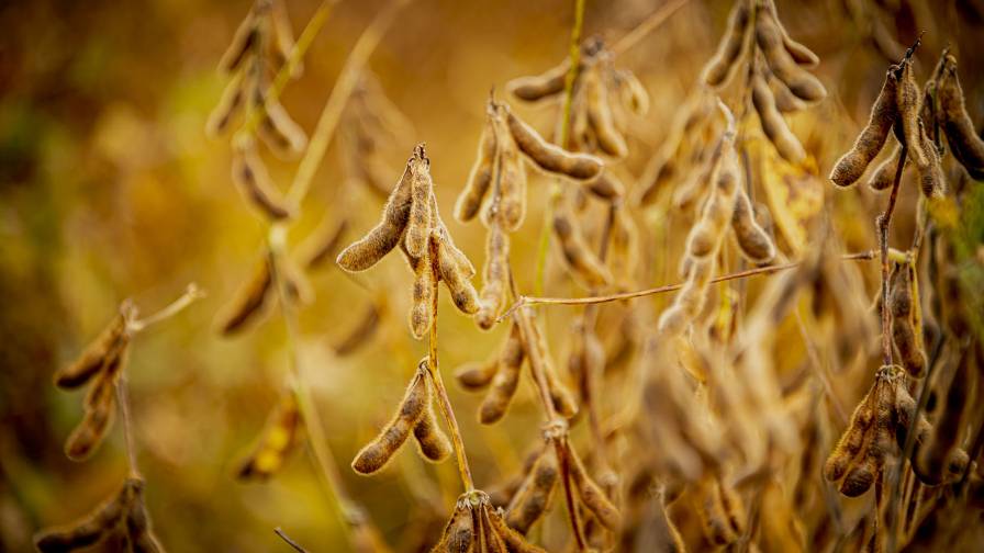 MSU Tackles Climate Change Threats to Soybean Production Through Collaborative $6M NSF Grant