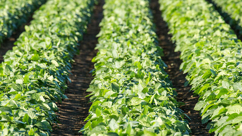 How a Group 15 Herbicide Can Improve Your Customers’ Soybean Weed Control