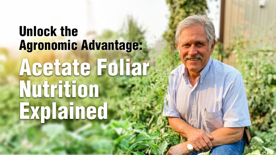 Unlock the Agronomic Advantage: Acetate Foliar Nutrition Explained