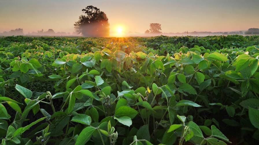 BASF Receives EPA Approval of Liberty ULTRA Herbicide